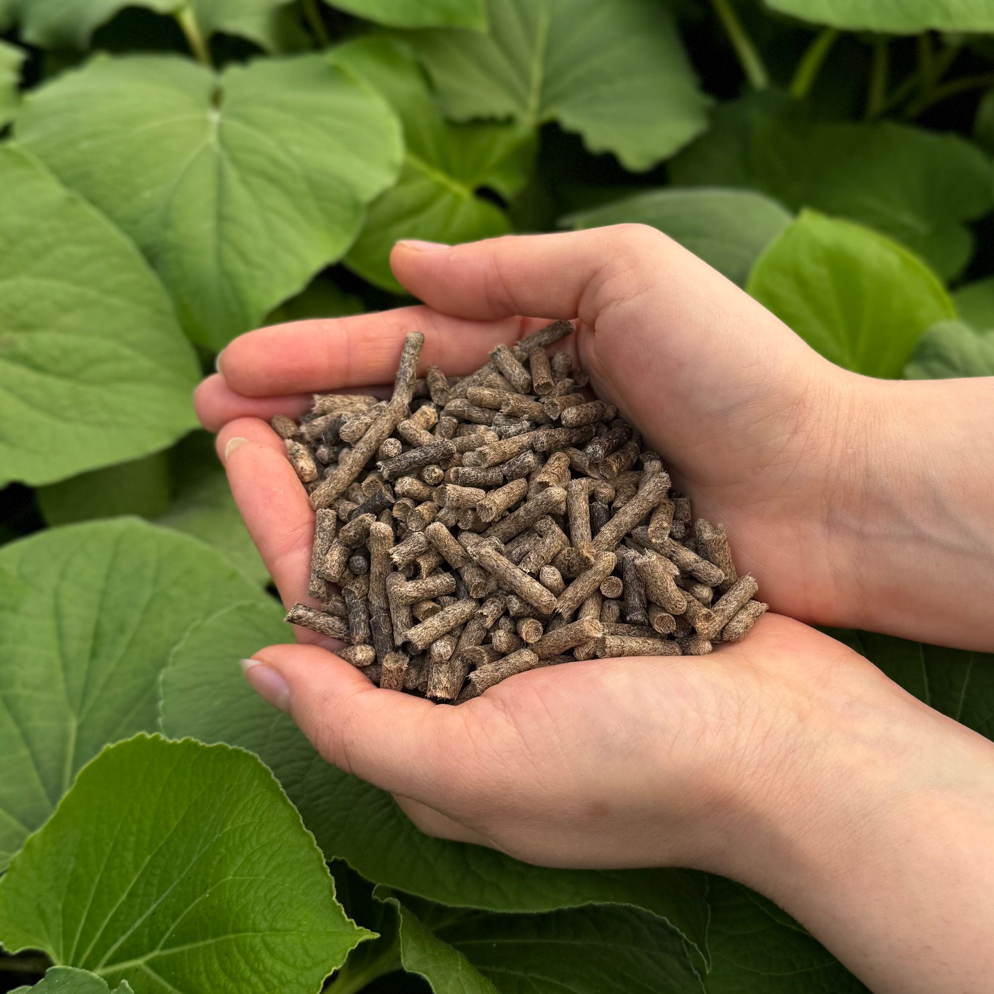 Schafwolldünger Tomaten & Gemüse