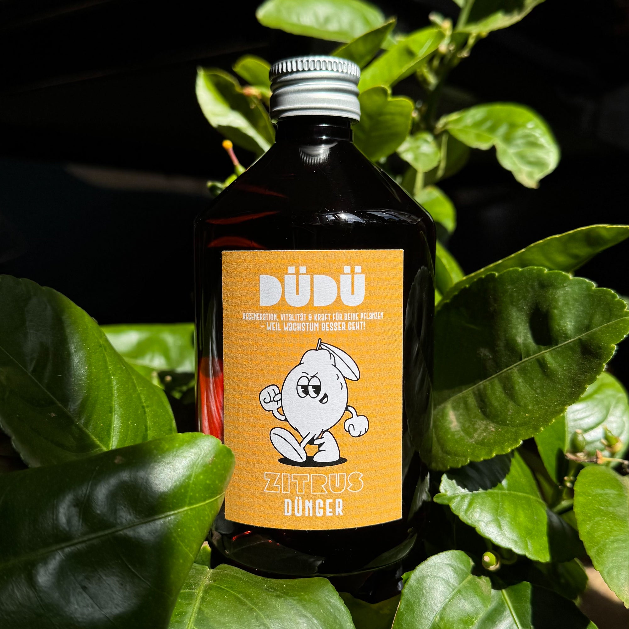 Zitrus Dünger